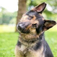 german shepherd puppy looking inquisitive