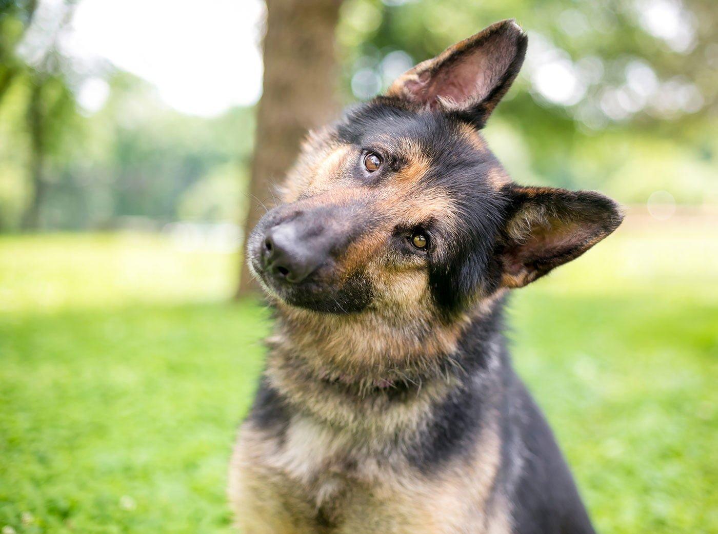 german shepherd puppy looking inquisitive