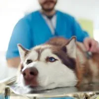 vet examining dog