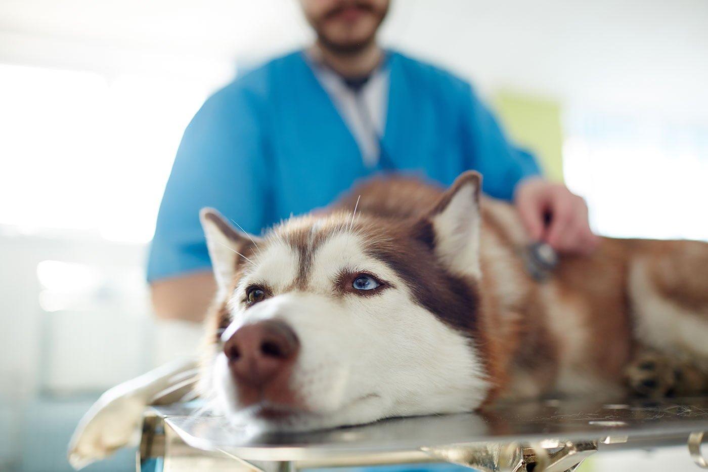 vet examining dog
