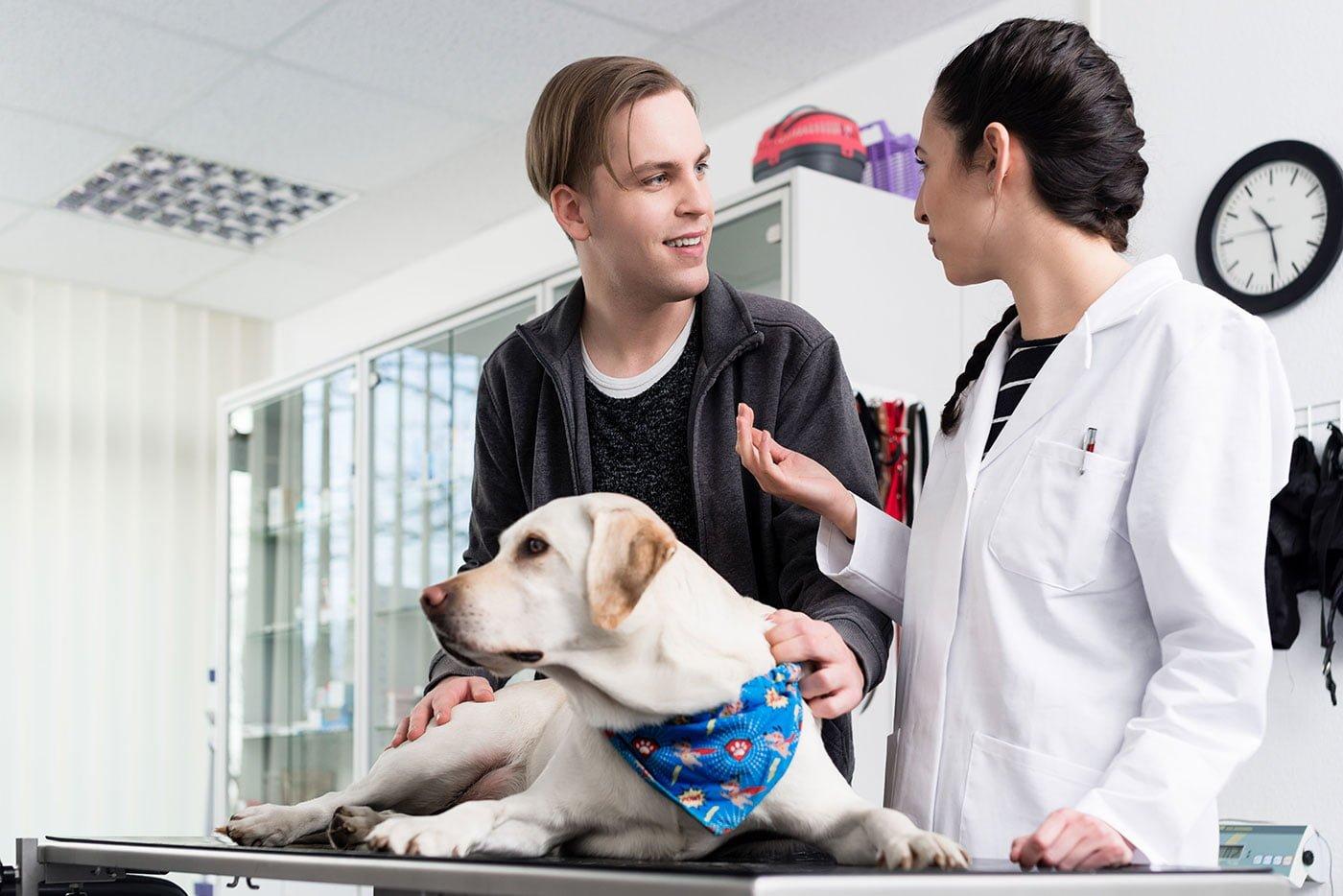 vet giving advice to dog owner