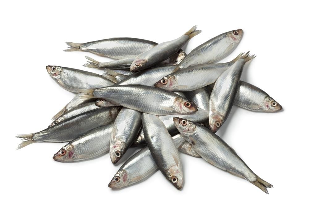 Fresh Raw European Sprats